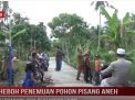 HEBOH PENEMUAN POHON PISANG ANEH BERCABANG TIGA BERTANDAN ENAM