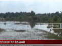 22 HEKTAR SAWAH DI KOTA JAMBI TERENDAM BANJIR