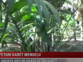 PETANI KARET MENGELUH, LAMANYA ANJLOK HARGA GETAH KARET