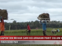 GAPOKTAN MEKAR SARI KELURAHAN PARIT CULUM II PANEN BENIH PADI