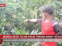 WARGA DESA TELUK KULBI TANJAB BARAT RESAH DENGAN ADANYA BERUANG BERKELIARAN DI PEMUKIMAN