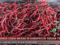 HARGA CABAI MERAH DI KABUPATEN TANJAB TIMUR MELAMBUNG CAPAI 98 RIBU PERKILONYA