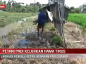 PETANI PADI KELUHKAN HAMA TIKUS MENJADI KENDALA KETIKA MENANAM PADI DISAWAH