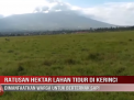 RATUSAN HEKTAR LAHAN TIDUR DI KERINCI DIMANFAATKAN WARGA UNTUK BERTERNAK SAPI