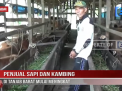 PENJUAL SAPI DAN KAMBING DI TANJAB BARAT MULAI MENINGKAT