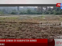 72 HEKTAR LAHAN SAWAH DI KABUPATEN BUNGO TERANCAM KERING