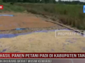 HASIL PANEN PETANI PADI DI KABUPATEN TANJAB BARAT BERKURANG AKIBAT MUSIM KEMARAU