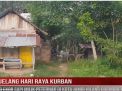 JELANG HARI RAYA KURBAN, 3 EKOR SAPI MILIK PETERNAK DI KOTA JAMBI HILANG DIGONDOL MALING