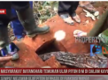 Warga Temukan 2 Ular Piton Sepanjang 8 Meter di Dalam Kayu Bulian