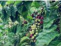 Sistem Pengelolaan Kopi Robusta Jangkat, Kopi Terbaik Indonesia dari Kabupaten Merangin, Jambi