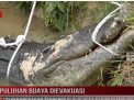 PULUHAN BUAYA DIEVAKUASI DARI PENANGKARAN TERBENGKALAI DI DESA KEBON SEMBILAN