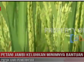 PETANI JAMBI KELUHKAN MINIMNYA BANTUAN PUPUK DARI PEMERINTAH