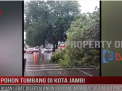 POHON TUMBANG DI KOTA JAMBI