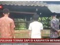 PULUHAN TERNAK SAPI DI KABUPATEN MERANGIN TERINDIKASI TERJANGKIT PMK