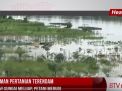 TANAMAN PERTANIAN TERENDAM AKIBAT SUNGAI MELUAP, PETANI MERUGI