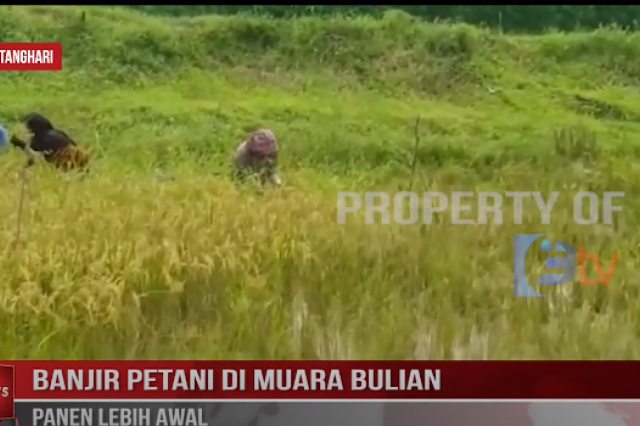 BANJIR PETANI DI MUARA BULIAN PANEN LEBIH AWAL