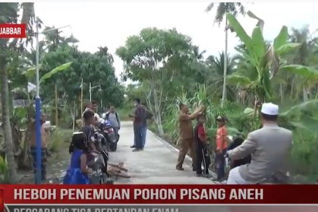 HEBOH PENEMUAN POHON PISANG ANEH BERCABANG TIGA BERTANDAN ENAM