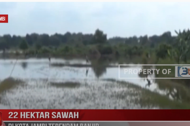 22 HEKTAR SAWAH DI KOTA JAMBI TERENDAM BANJIR