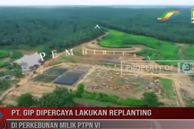 PT GIP DIPERCAYA LAKUKAN REPLANTING DI PERKEBUNAN MILIK PTPN VI