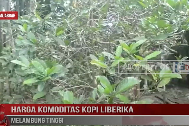 HARGA KOMODITAS KOPI LIBERIKA MELAMBUNG TINGGI