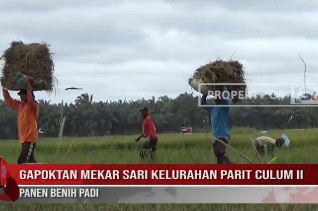 GAPOKTAN MEKAR SARI KELURAHAN PARIT CULUM II PANEN BENIH PADI