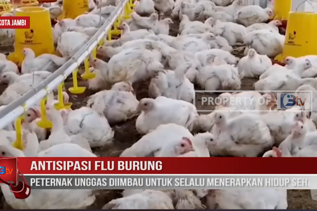 ANTISIPASI FLU BURUNG