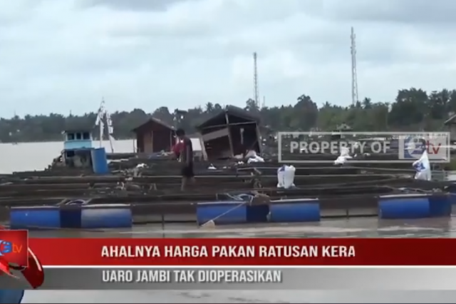 IMBAS MAHALNYA HARGA PAKAN,RATUSAN KERAMBA IKAN DI MUARO JAMBI TAK DIOPERASIKAN