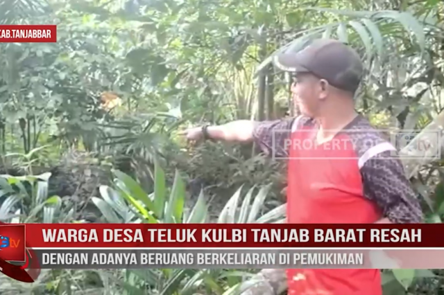 WARGA DESA TELUK KULBI TANJAB BARAT RESAH DENGAN ADANYA BERUANG BERKELIARAN DI PEMUKIMAN