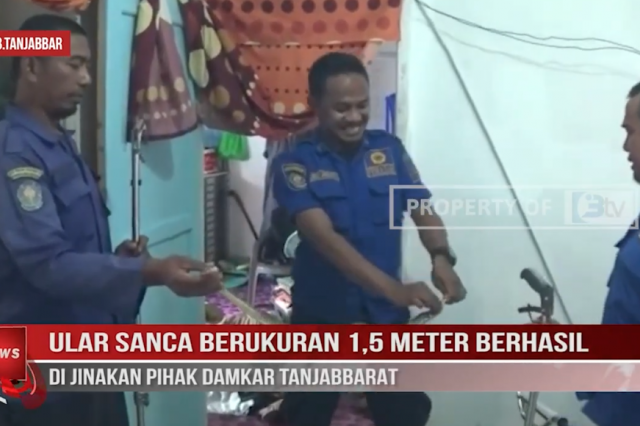 ULAR SANCA BERUKURAN 1,5 METER BERHASIL DI JINAKAN PIHAK DAMKAR TANJABBARAT