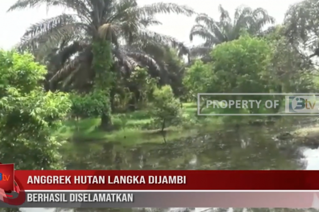 ANGGREK HUTAN LANGKA DIJAMBI BERHASIL DISELAMATKAN