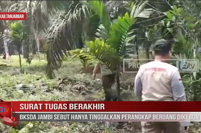 SURAT TUGAS BERAKHIR,BKSDA JAMBI SEBUT HANYA TINGGALKAN PERANGKAP BERUANG DIKEBUN WARGA