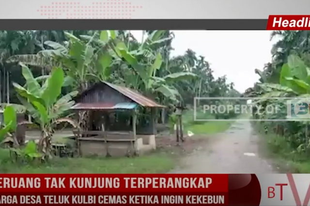 BERUANG TAK KUNJUNG TERPERANGKAP,WARGA DESA TELUK KULBI CEMAS KETIKA INGIN KEKEBUN