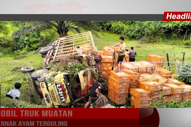 MOBIL TRUK MUATAN TERNAK AYAM TERGULING