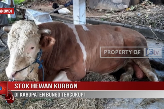 STOK HEWAN KURBAN DI KABUPATEN BUNGO TERCUKUPI