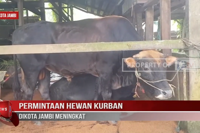 PERMINTAAN HEWAN KURBAN DIKOTA JAMBI MENINGKAT