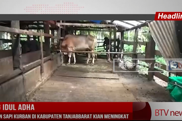 JELANG IDUL ADHA,PENJUALAN SAPI KURBAN DI KABUPATEN TANJABBARAT KIAN MENINGKAT