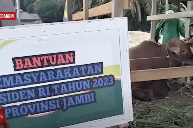 WARGA DESA TAMBANG EMAS DAPAT BANTUAN SAPI QURBAN DARI PRESIDEN JOKO WIDODO