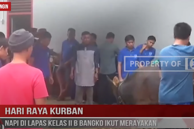 HARI RAYA KURBAN, NAPI DI LAPAS KELAS II B BANGKO IKUT MERAYAKAN