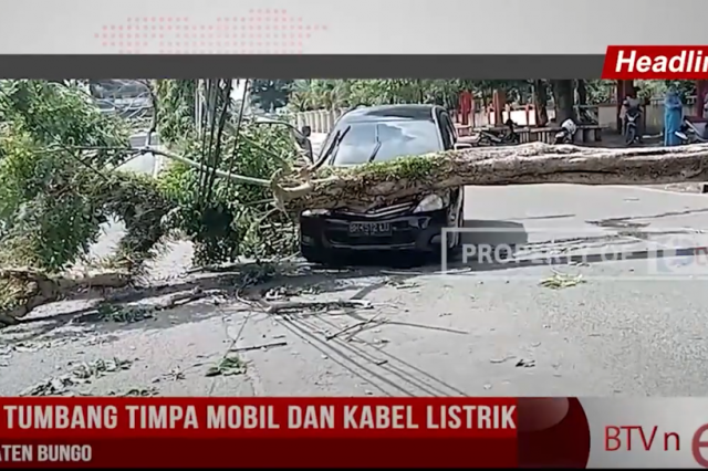 POHON TUMBANG TIMPA MOBIL DAN KABEL LISTRIK DI KABUPATEN BUNGO