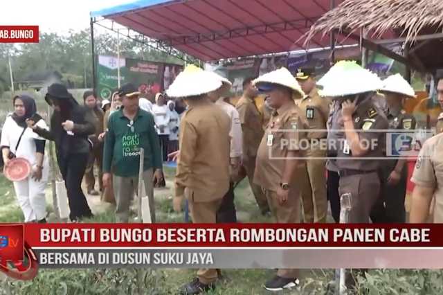 BUPATI BUNGO BESERTA ROMBONGAN PANEN CABE BERSAMA DI DUSUN SUKU JAYA