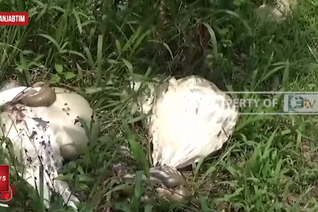 GEGER, 2 EKOR KAMBING DI KELURAHAN TALANG BABAT DISEMBELIH MALING, SISAHKAN JEROAN DI LOKASI