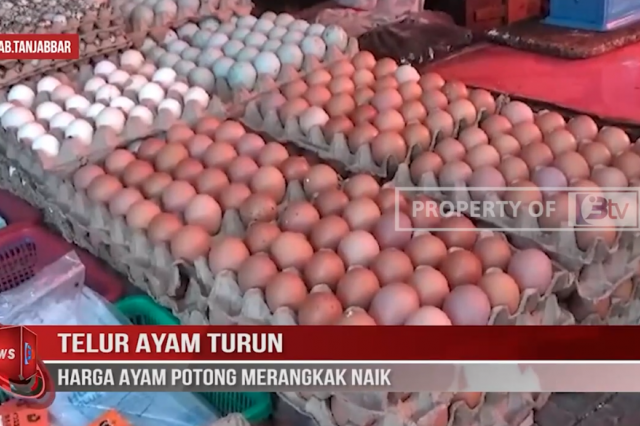 TELUR AYAM TURUN,HARGA AYAM POTONG MERANGKAK NAIK