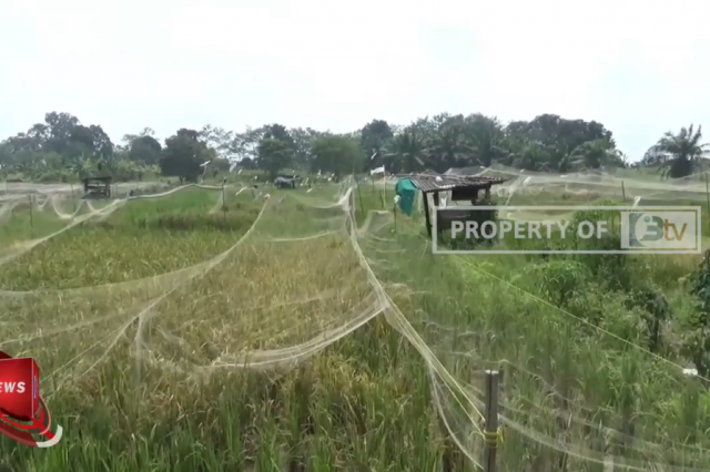 PETANI NGELUH, HARGA GABAH MURAH DISAAT HARGA BERAS GILA GILAAN