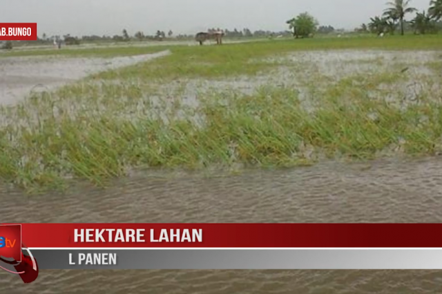 225 HEKTARE LAHAN GAGAL PANEN