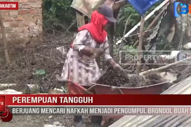 PEREMPUAN TANGGUH, BERJUANG MENCARI NAFKAH MENJADI PENGUMPUL BRONDOL BUAH SAWIT