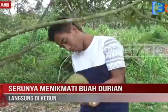 SERUNYA MENIKMATI BUAH DURIAN LANGSUNG DI KEBUN