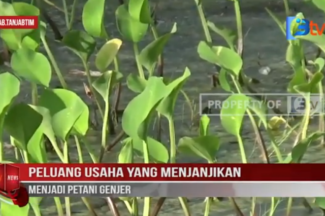 PELUANG USAHA YANG MENJANJIKAN MENJADI PETANI GENJER