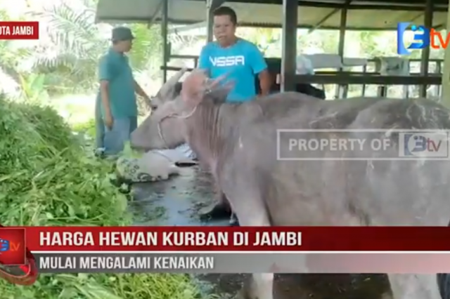 HARGA HEWAN KURBAN DI JAMBI MULAI MENGALAMI KENAIKAN