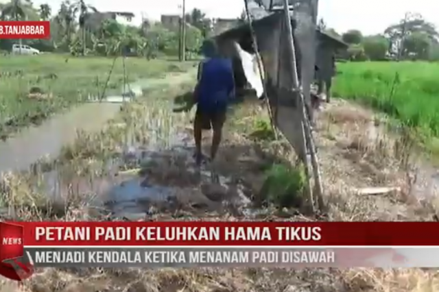 PETANI PADI KELUHKAN HAMA TIKUS MENJADI KENDALA KETIKA MENANAM PADI DISAWAH