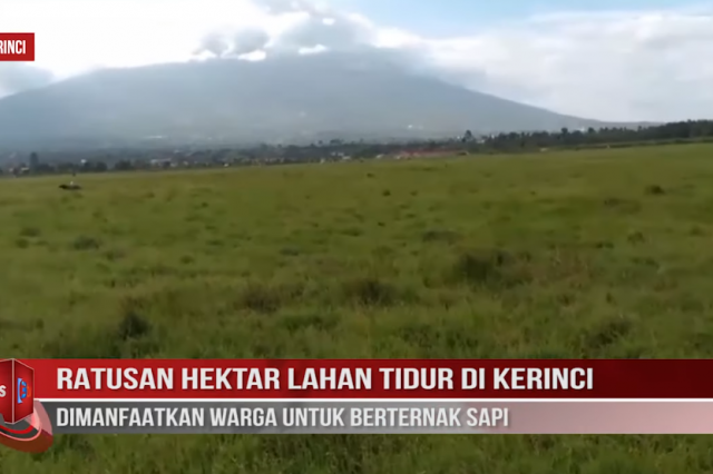 RATUSAN HEKTAR LAHAN TIDUR DI KERINCI DIMANFAATKAN WARGA UNTUK BERTERNAK SAPI